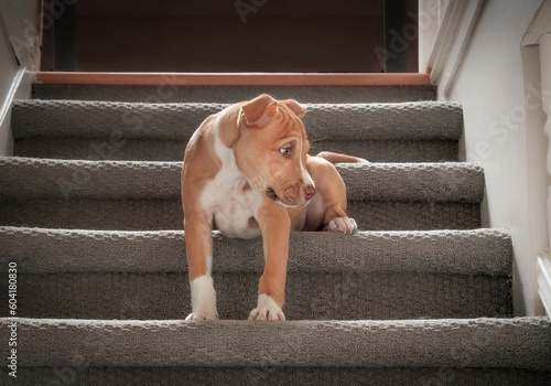 Foto Cute puppy sitting on stairs