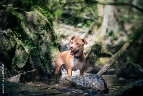 Happy dog standing in water in forest while looking at camera. Puppy dog enjoying a cool down in creek or refreshment during nature walk. 8 month old, female Boxer Pitbull mix dog. Selective focus. photo