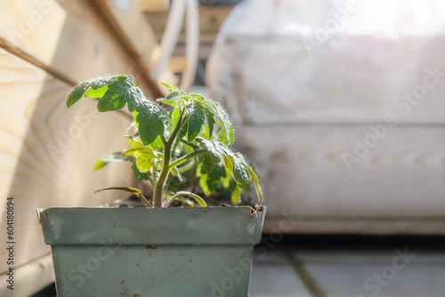Young cherry tomato seedling acclimating to the outdoors on balcony or patio. Plants started from seeds indoors. Red robin cherry bush tomato or dwarf tomato plant for small spaces. Selective focus.