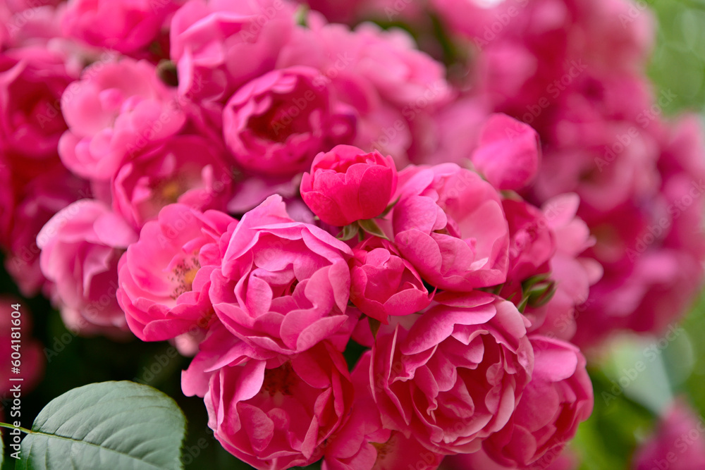 薔薇 薔薇