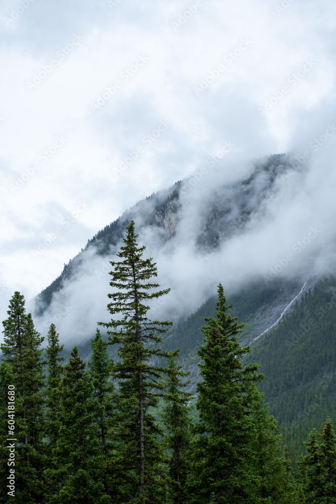 Misty and foggy mountain pine forest in the Canadian Rockies Misty and foggy mountain pine forest in the Canadian Rockies