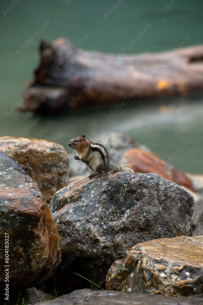 A squirrel sitting on a rock by a turquoise lake in Banff Alberta A squirrel sitting on a rock by a turquoise lake in Banff Alberta