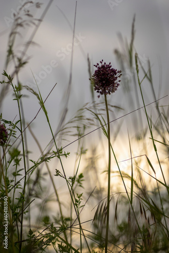 Photo of some nice plants in the field