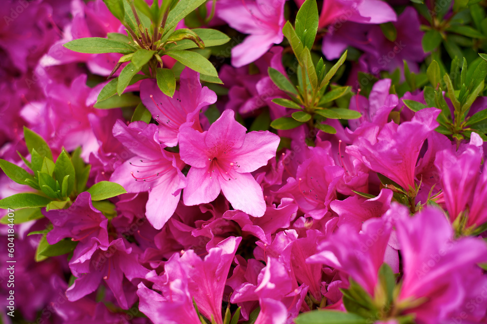 サツキ・ツツジ・花・葉っぱ・アップ サツキ・ツツジ・花・葉っぱ・アップ