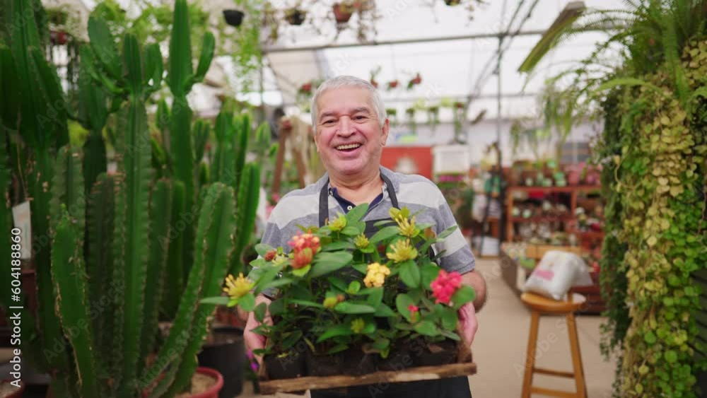 Joyful friendly Older Male business owner of Plant Store Carrying Flowers Senior Working in Local Gardening Shop Joyful friendly Older Male business owner of Plant Store Carrying Flowers Senior Working in Local Gardening Shop