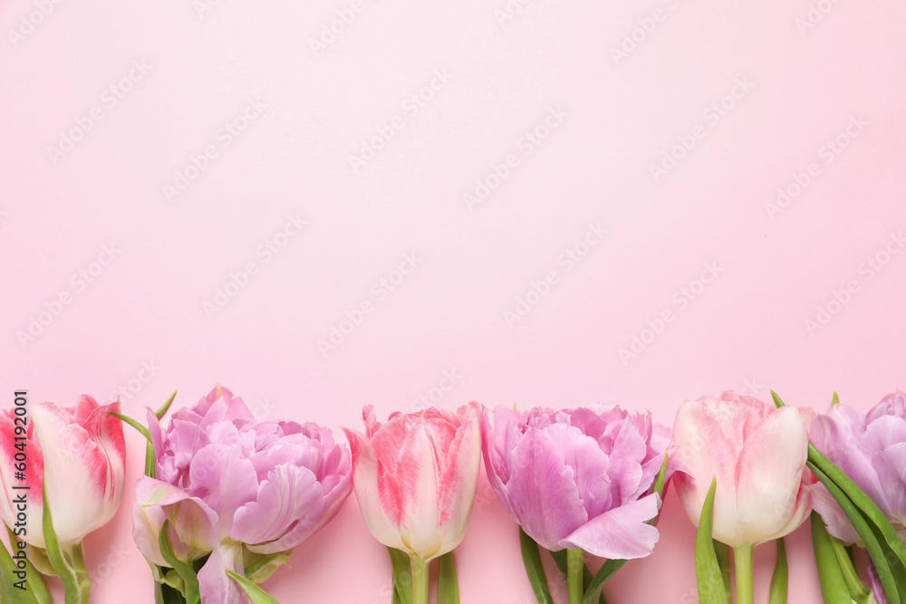 Obraz premium Beautiful colorful tulip flowers on pink background, top view. Space for text