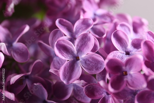 Beautiful blooming lilac flowers on blurred background, closeup © New Africa