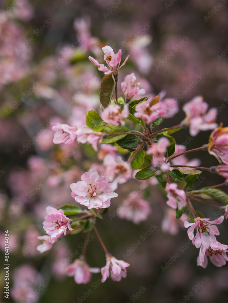 Spring Flowers