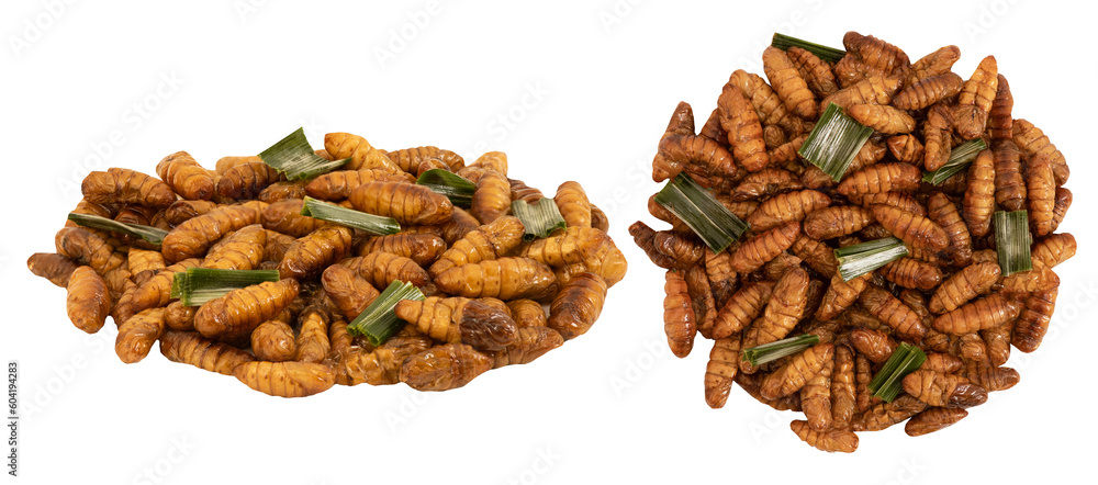 Fried chrysalis on transparent background. Fried chrysalis on transparent background.
