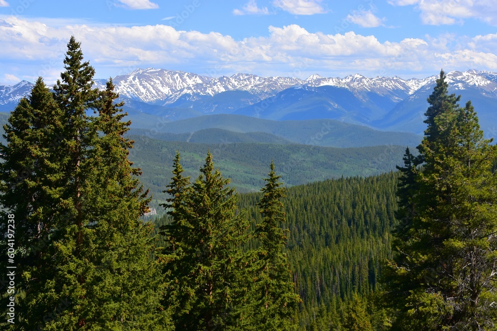 Fototapeta premium Colorado National Forrest