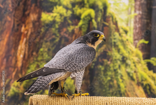 Peregrine falcon at the Rehabilitation Center in Sitka, Alaska
 
