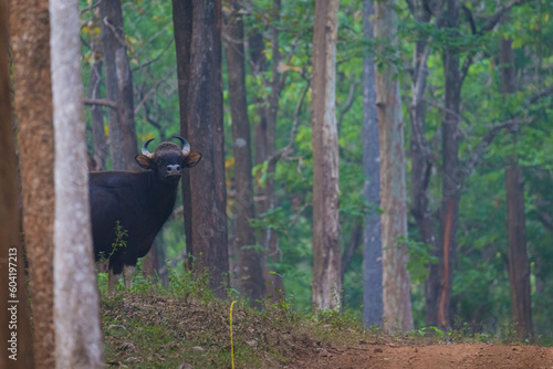 The Gaur also known as Indian Bison is the largest of wild cattles. Gaur is a bovid with strong and muscular with a convex ridge on the forehead.Most of the times they find in groups.