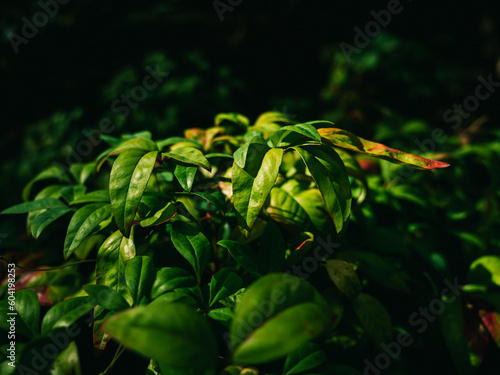 Plant foliage © Thanh