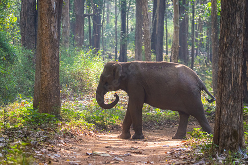 Elephant in the woods of Bhadra Tiger Reserve, Karnataka,India.This female elephant blocking the road of safari vehicle to safeguard it's family. photo