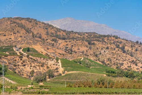 Vineyards with The Andes mountains on horizon, El Principal winery, Pirque, Maipo Valley, Cordillera Province, Santiago Metropolitan Region, Chile photo