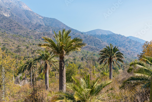 Chilean palm tree against Cerro La Campana at Sector Palmas de Ocoa, La Campana National Park, Cordillera De La Costa, Quillota Province, Valparaiso Region, Chile