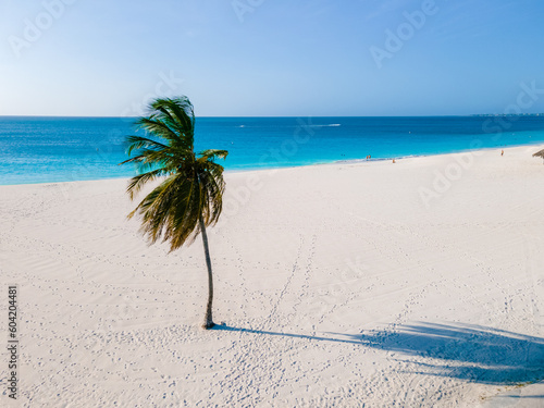 Eagle Beach Aruba, Palm Trees on the shoreline of Eagle Beach in Aruba, an aerial drone view at the beach from above