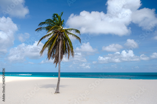 Eagle Beach Aruba  Palm Trees on the shoreline of Eagle Beach in Aruba  a aerial drone view at the beach