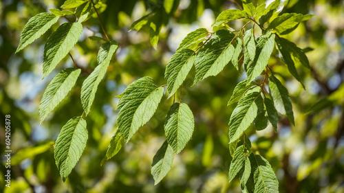 green leaves of a tree