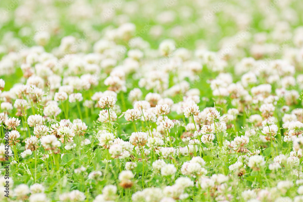 クローバの花と青空 クローバの花と青空