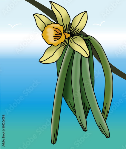 Vanilla Beans, Vanilla Flower, Yellow flower on a blue background, 