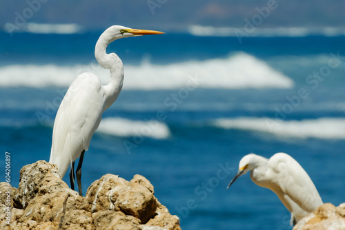 Great Egret (Ardea alba) on left and little egret (Egretta garzetta) at Nosara Beach and river mouth, Nosara, Guanacaste, Costa Rica photo