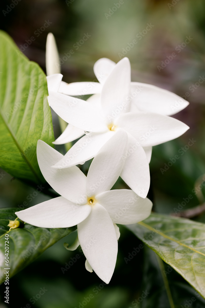 Obraz premium white gardenia flower