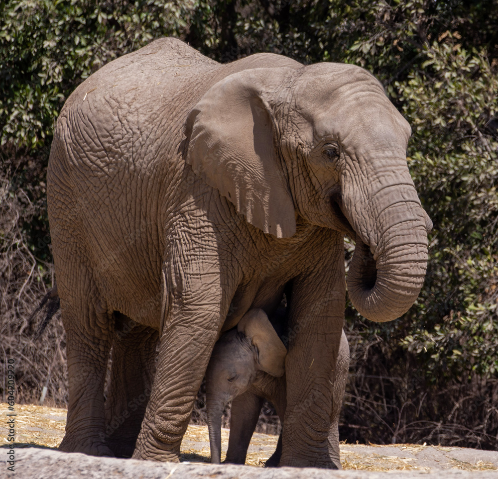 Female elephant with her calf 3