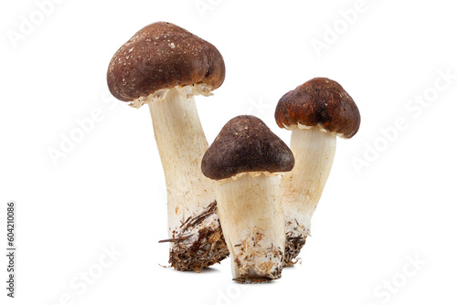 fresh pine mushrooms isolated on white background. photo