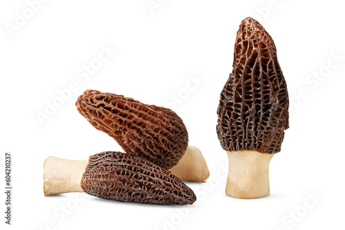 Obraz na plátně fresh morel mushrooms isolated on white background.