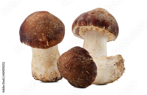 fresh pine mushrooms isolated on white background.