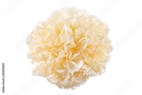 fresh snow fungus or tremella fuciformis on white background.