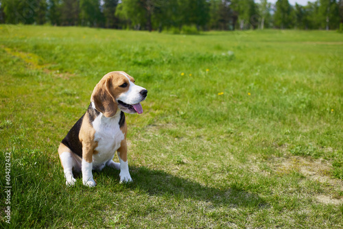 The beagle dog is sitting on the green grass in a summer meadow. A hot sunny day.