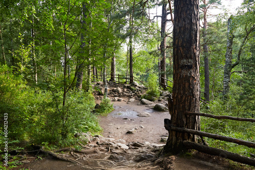 Winding path in a pine forest The roots of trees protrude above the surface of the earth. Mountainous terrain. Hiking. photo