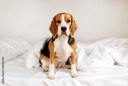 A beagle dog is sitting on the bed. Cozy homely atmosphere.