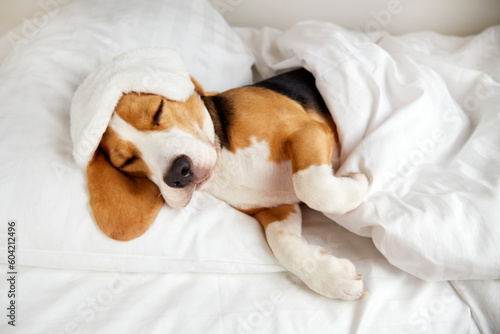 A beagle dog is lying on a pillow on the bed under a blanket and sleeping. Cozy homely atmosphere.