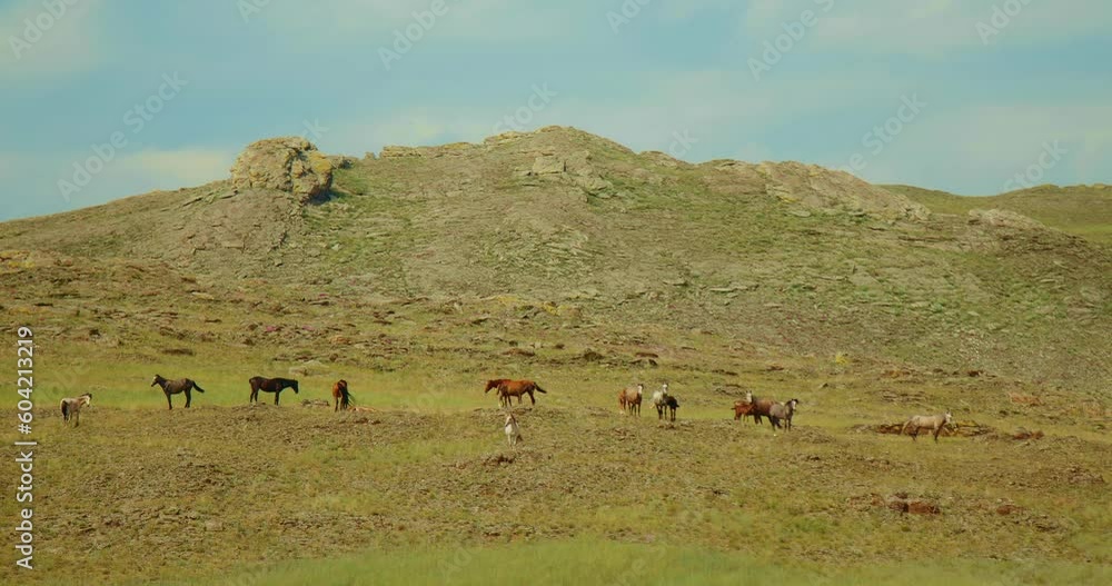 Beautiful white, brown and spotted horses graze on mountain. Horses eat off grass at highland pasture. Horses standing in hill. The amazing nature. Beautiful rocky mountains Beautiful white, brown and spotted horses graze on mountain. Horses eat off grass at highland pasture. Horses standing in hill. The amazing nature. Beautiful rocky mountains