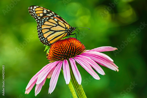 Sticker Monarch butterfly sitting on echinacea flower