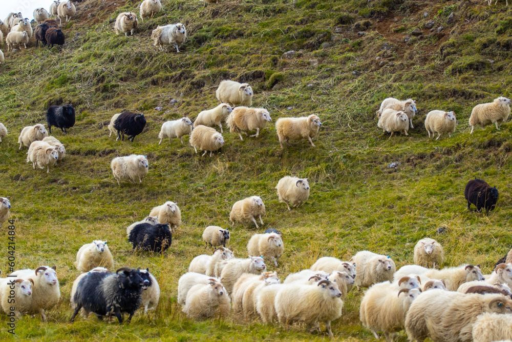 Fototapeta premium Icelandic Sheep Graze at Mountain Meadow, Group of Domestic Animal in Clear Nature. Beautiful Highlands in Iceland. Ecologically Clean Lamb Meat and Wool Production. Scenic Area