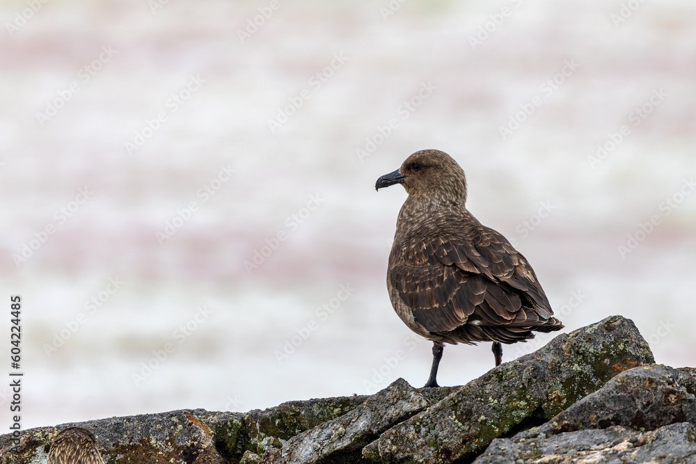 Fototapeta premium Brown Skua, a bird found in Antarctica