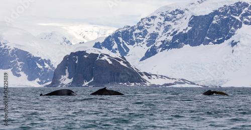 Humpback Whales in Orne Harbour, Antarctica