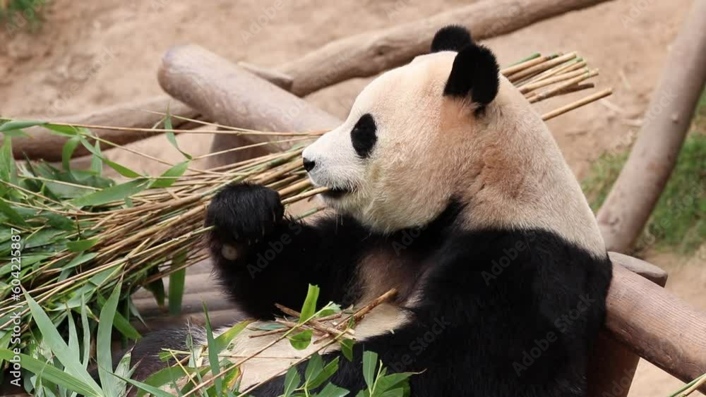 Close up Panda in South Korea, Fu Bao Close up Panda in South Korea, Fu Bao