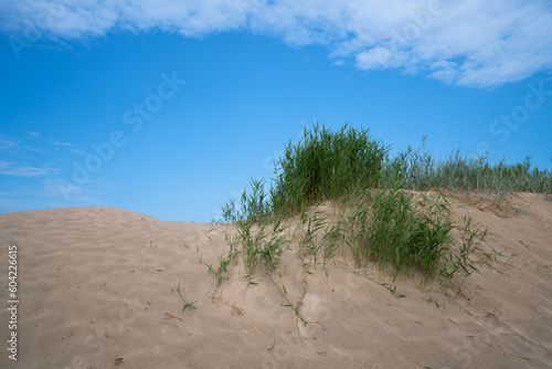 Grass bushes on a sand dune near the beach on the Baltic Sea coast in the village of Yantarny, Kaliningrad region, Russia