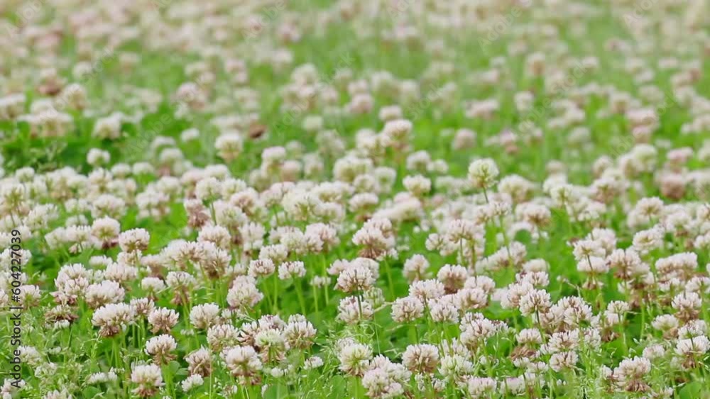 クローバの花と青空 風で揺れる花 クローバの花と青空 風で揺れる花