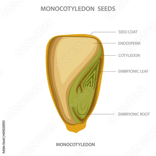 Monocotyledon seed, A seed with a single cotyledon, or embryonic leaf, characteristic of monocot plants such as grasses and lilies.