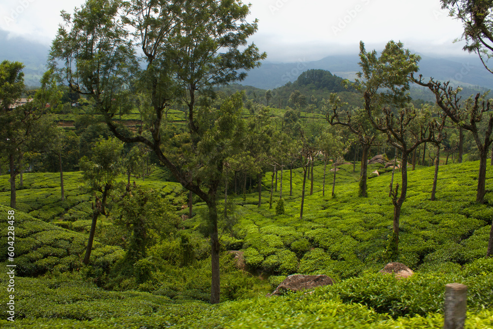 Tea plantation in Munnar, India