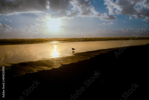 Lone gull on wide flat beach at waters edge in silhouette