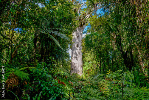 Giant kauri tree famous tourist point of interest photo