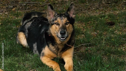 Large Dog Barking and Growling in a Grassy Backyard