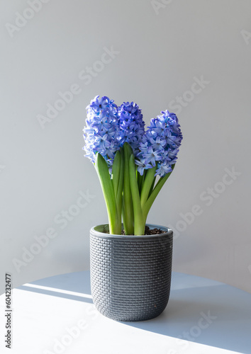 Vertical closeup of blue hyacinth plant in pot on table against neutral background with sunlight (selective focus)